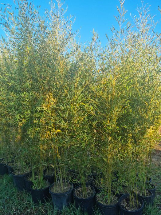 Bambus in ghiveci rezistent la frig cu crestere rapida livrare in toata tara