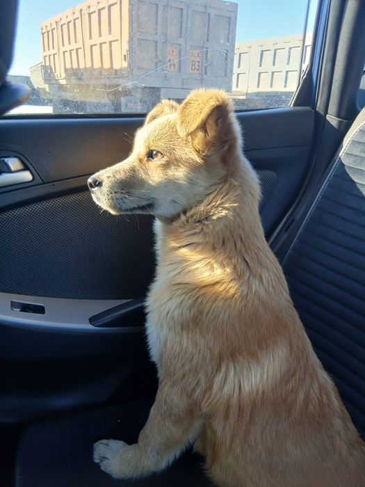 Щенок девочка 3 месяц