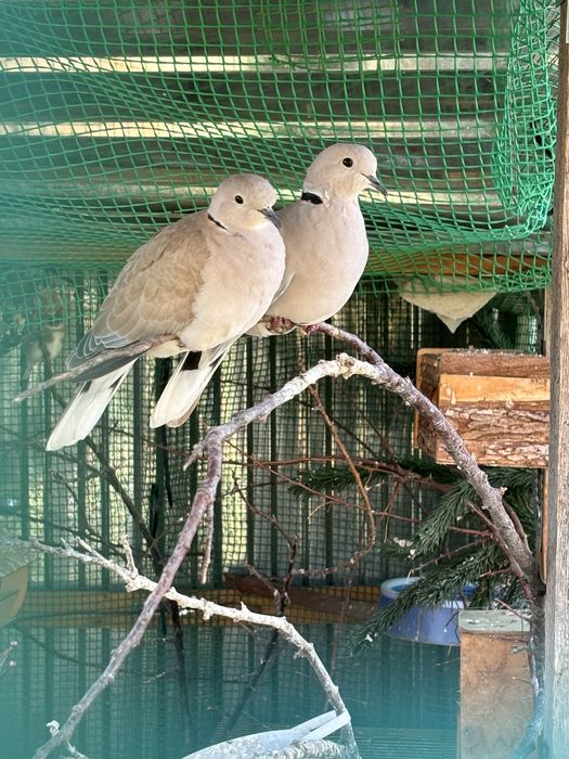 Смеющиеся горлицы