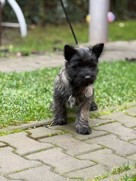 Pui Cairn Terrier mascul cu pedigree de exceptie