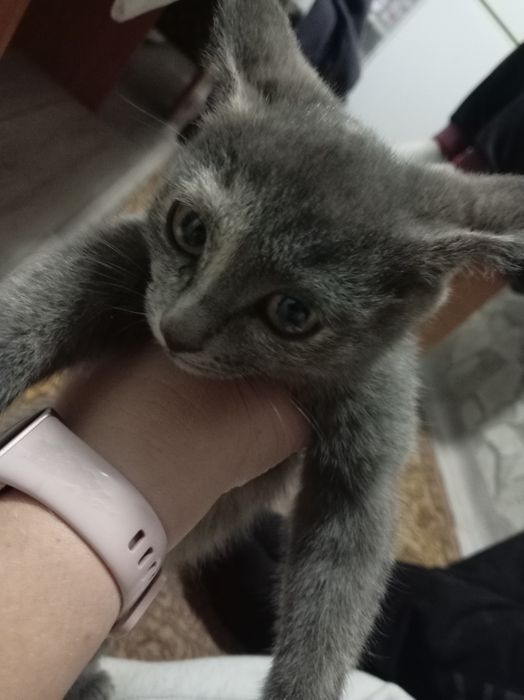 Отдам котёнка девочка