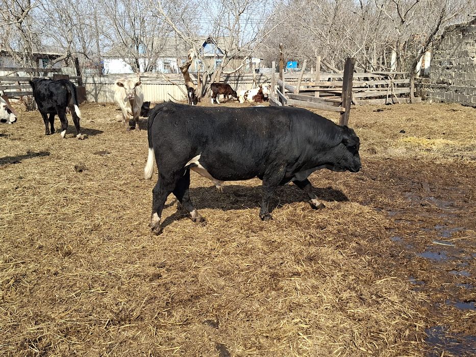 Продам  быка племенного