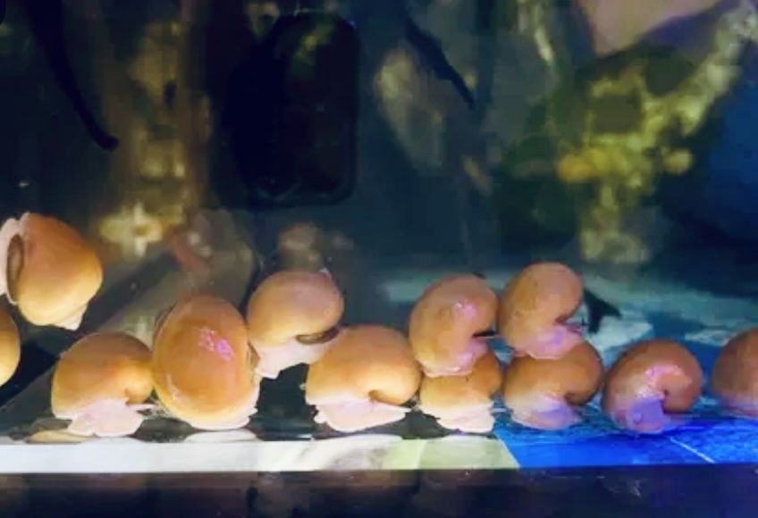 Ампулярии малыши