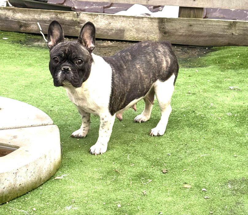 Femela buldog francez