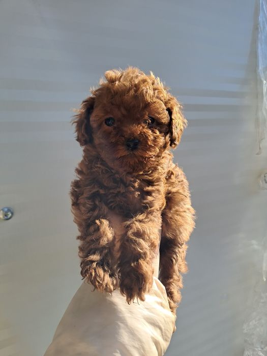 Той Пуделче момче