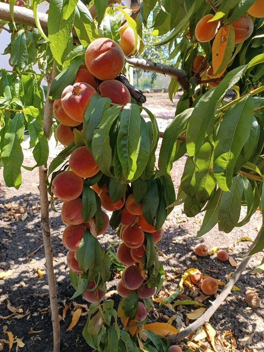 PERFECT HOUSE! Къща до морето + 1 дка овощна градина. СПЕШНО!