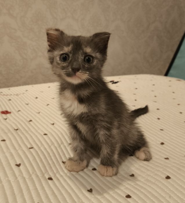 Отдам котят в добрые руки!!! Вислоухие