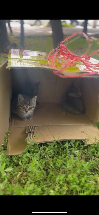 Котенок 4-6 недель