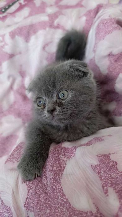 Продаются породистый котик от правильной вязки