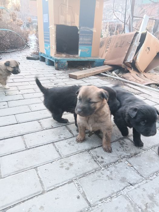 Отдам щенков все мальчики