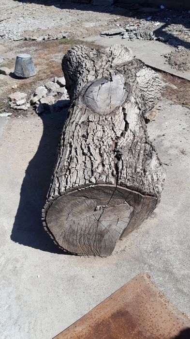 Сухой ствол грецкого ореха на мебель .