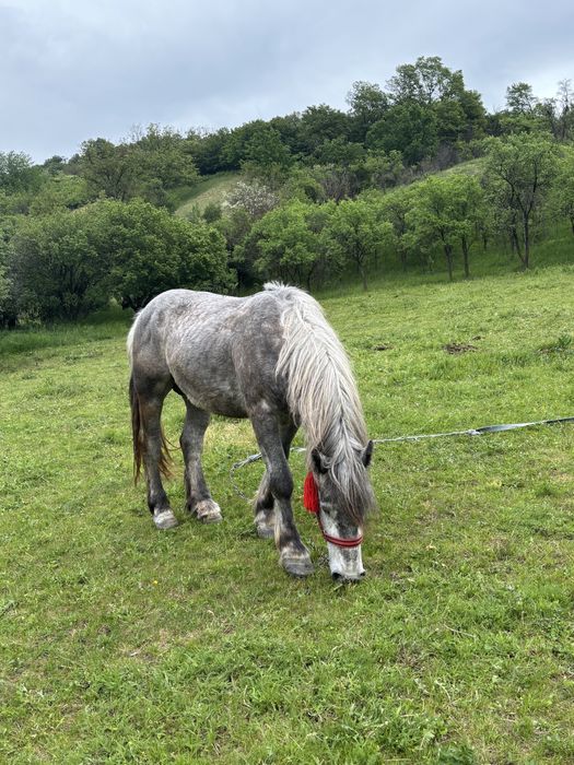 Cal De vanzare
