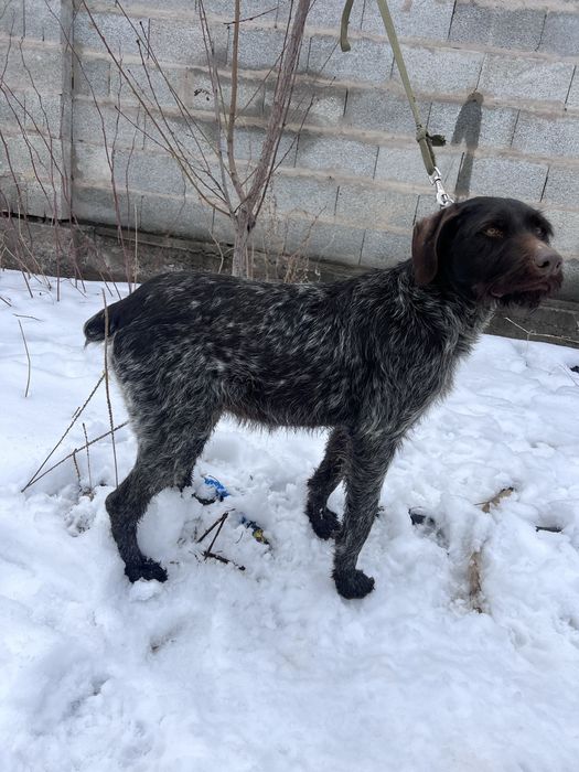 Продам Дратхаара