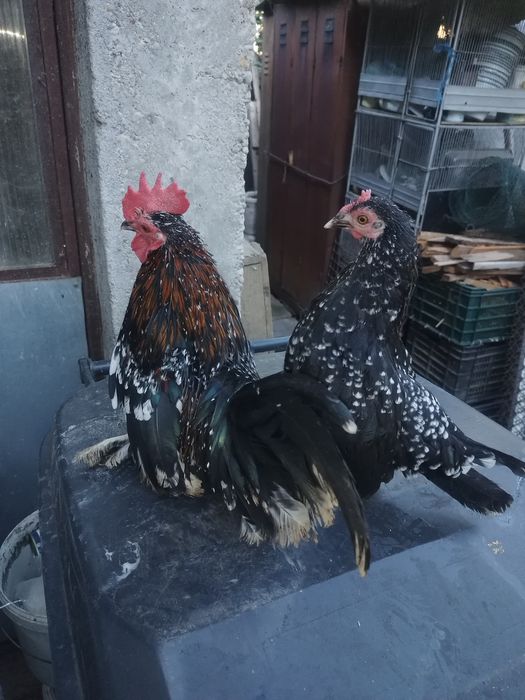 Găini pitice pereche.