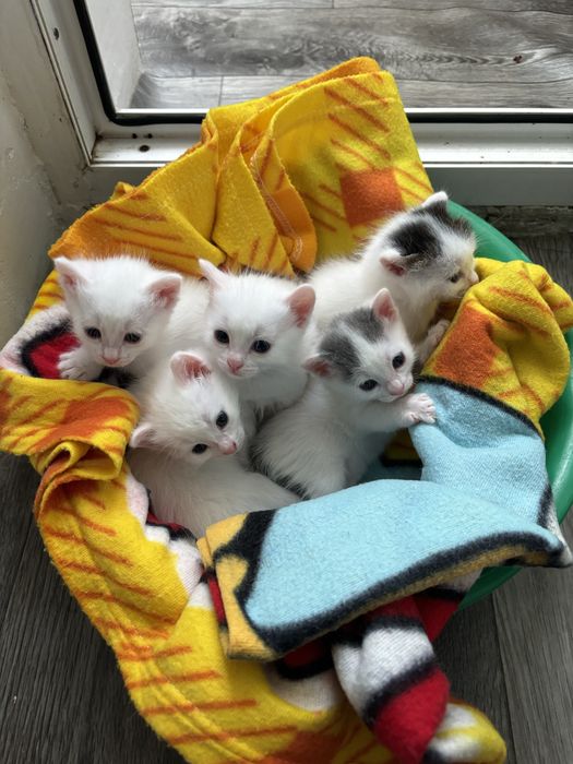 Отдам котят в добрые руки