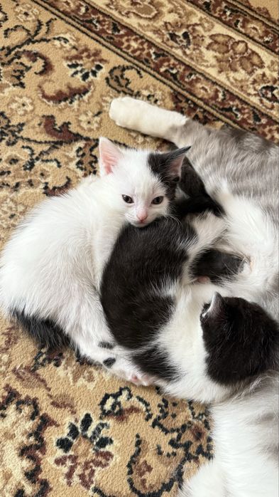 Котята в добрые руки
