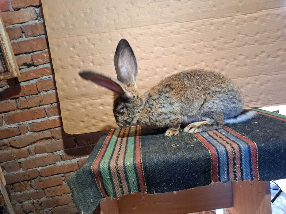 Зайци великани големи и малки