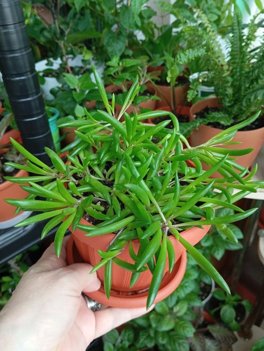 Продам комнатные растения