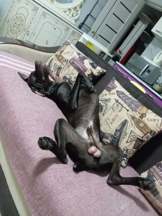 Курцхаар вязка бесплатно