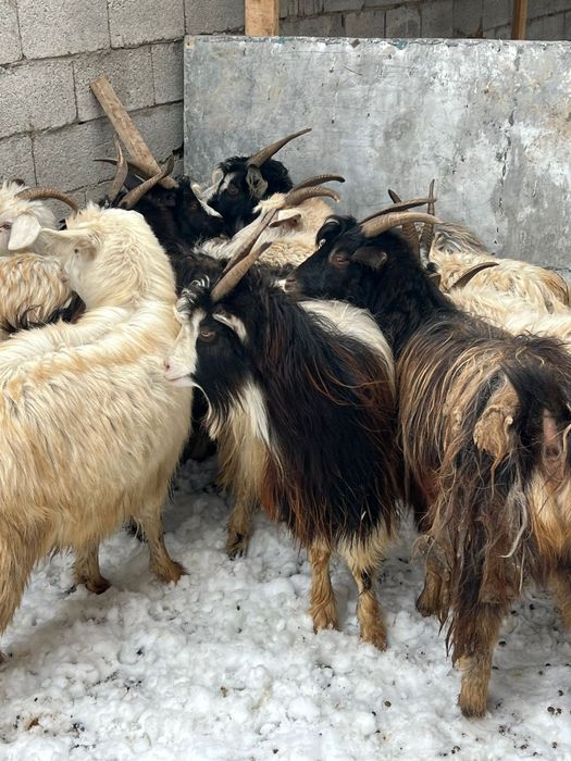 Семиз ешкилер ..