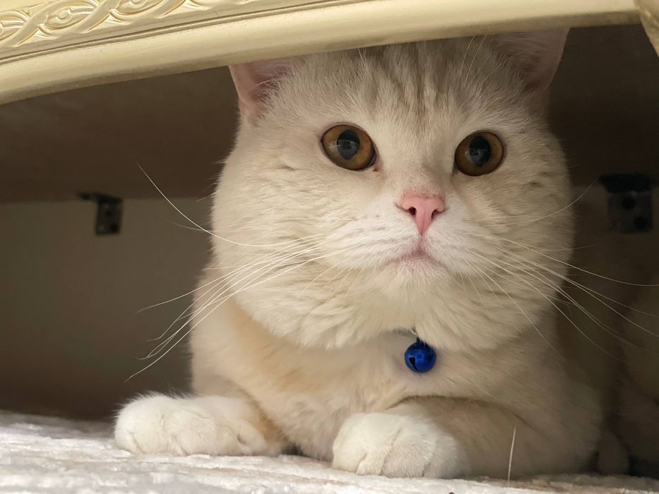 британская короткошерстная