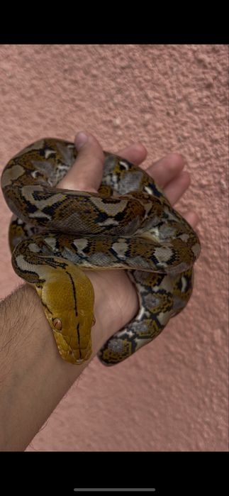 Сетчатый питон змея