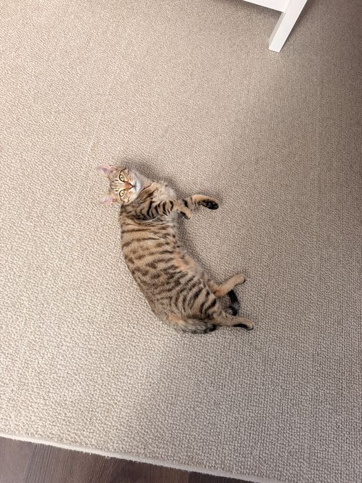 Motan 5 luni de adoptat