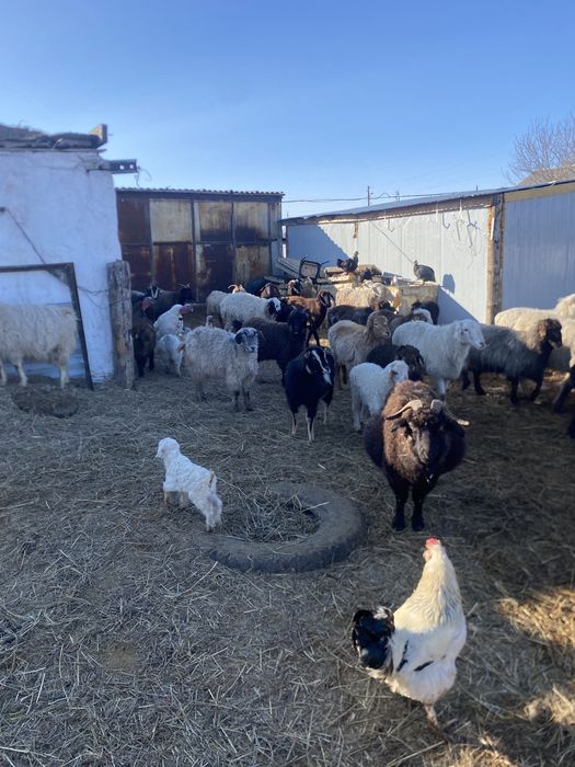 Ешки сатамын, козы продаются