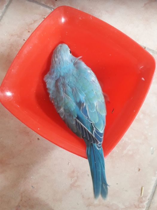 Perusi,ninfe,micul Alex și zebre australiene