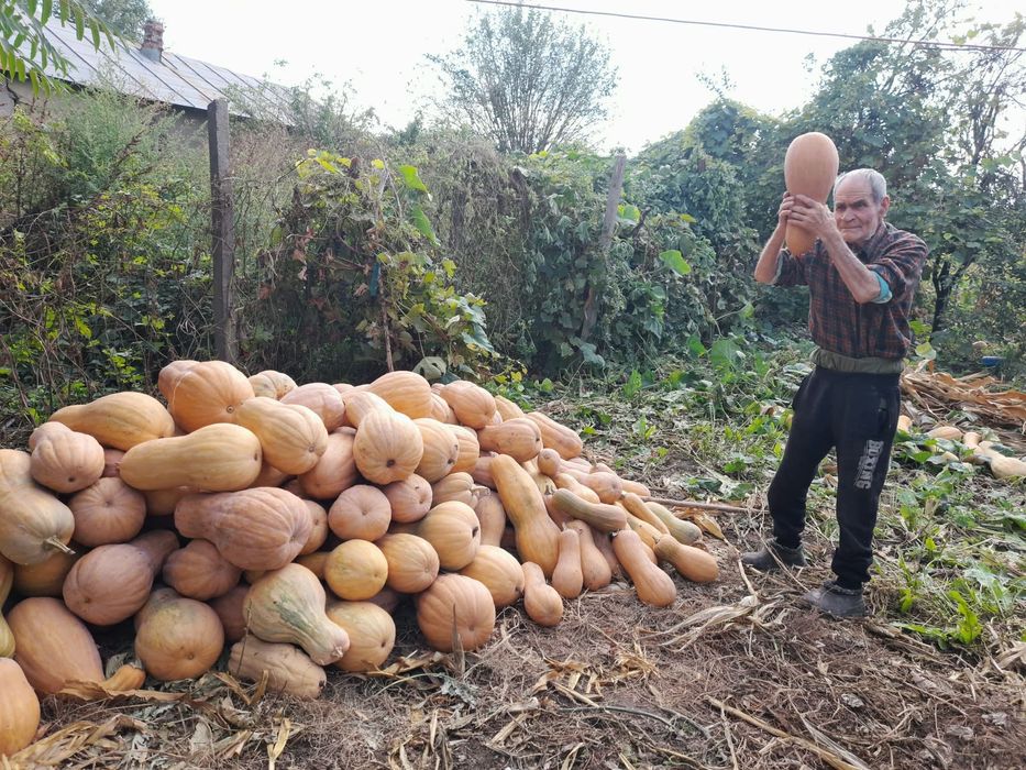 Vând bostani / dovleci plăcintari bio