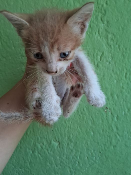 Подарявам 3 котета