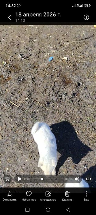 Щенки продаются лайки