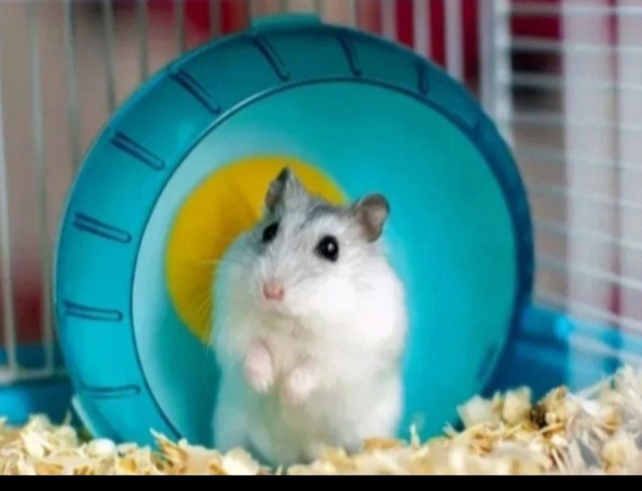 Джунгарские хомяки