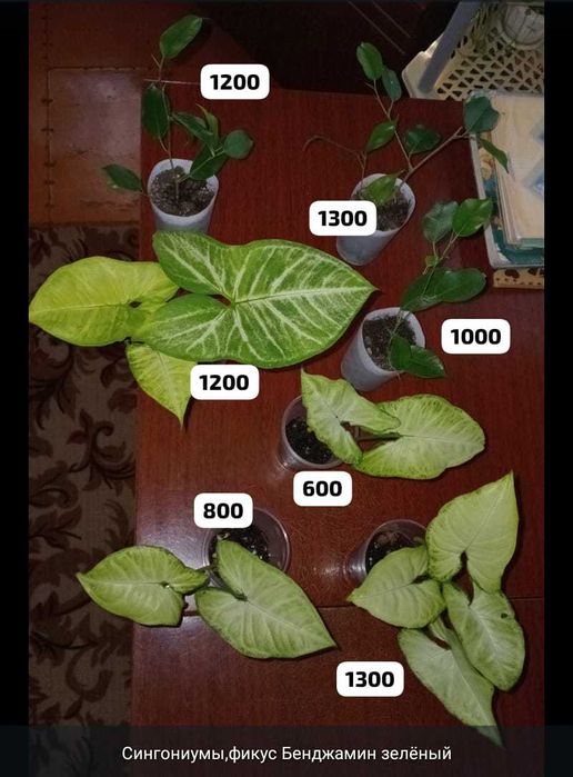 Разные комнатные растения