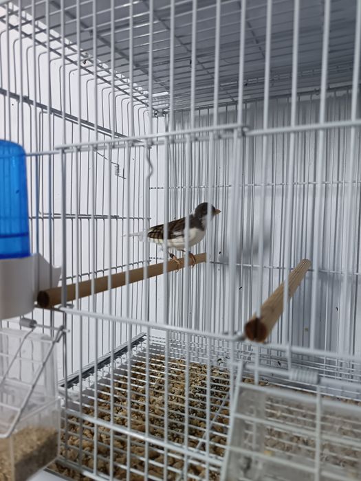 Canari Rasa ORPHEUS