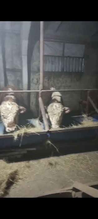 Белоголовые бычки