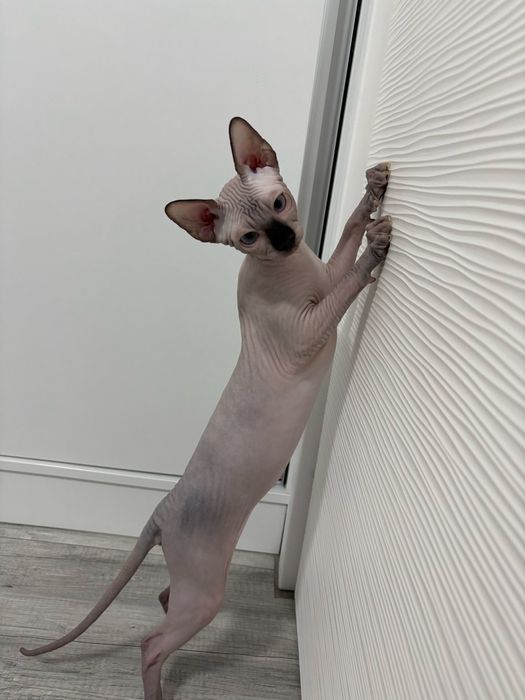 Pui Sphynx Canadian disponibili/felisa inregistrata la TICA