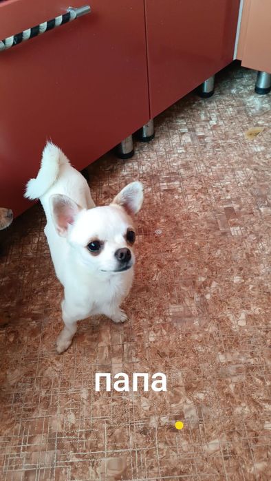 Мини щенок чихуахуа