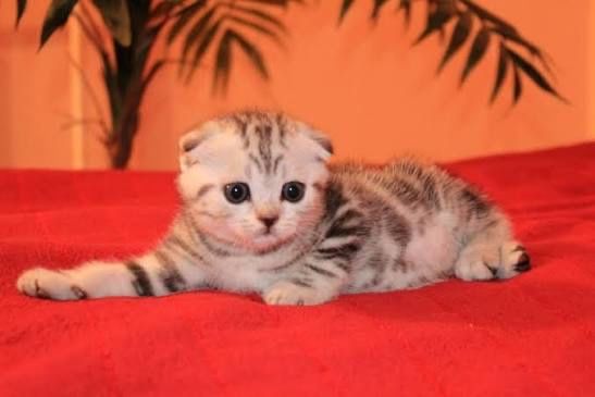 Роскошные Котята