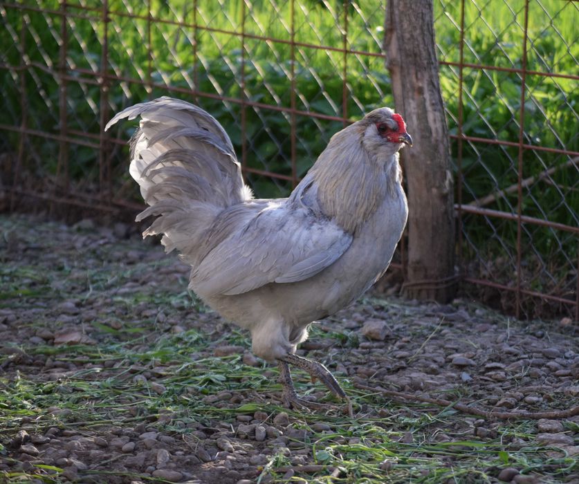 Cocos British Araucana LAVENDER