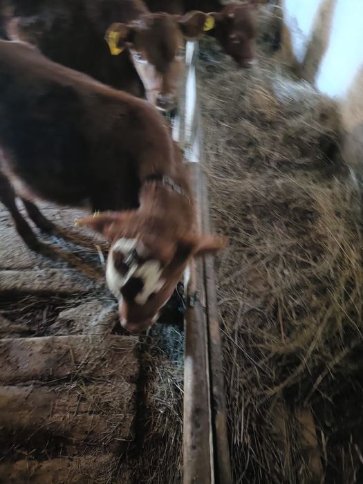 Продам одного теленка 3 месяцов