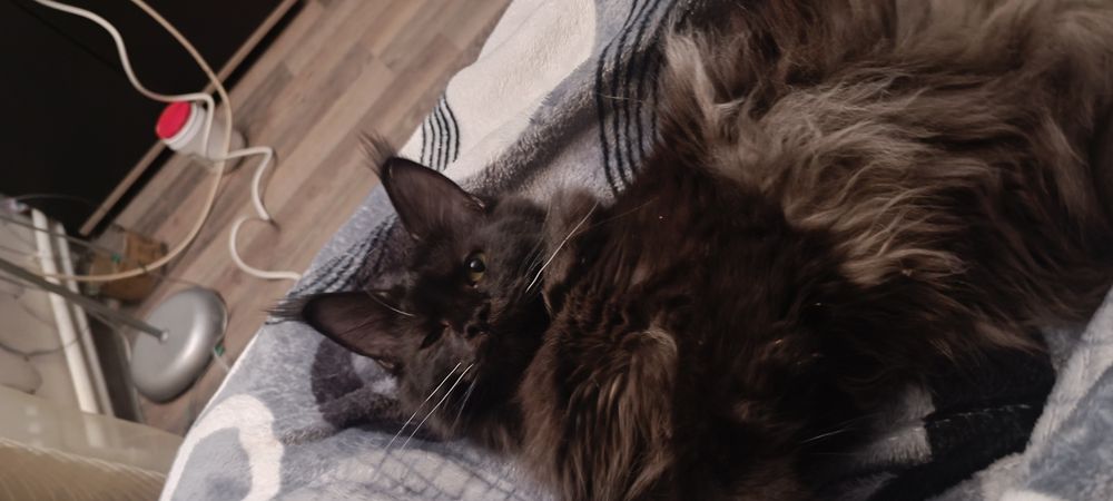 Pisica Maine Coon