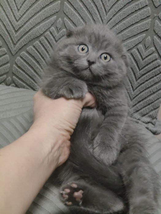 Шотландские котята Алматы