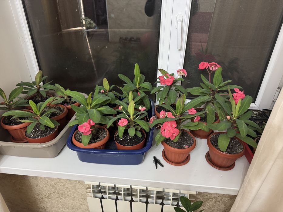 Цветы комнатные молочай