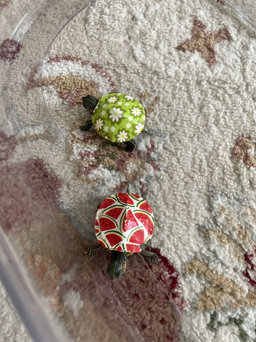 Продется черепахи