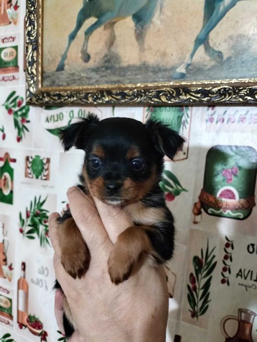 Маленькое счастье ищет дом