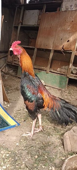 Шолпан петух дакан