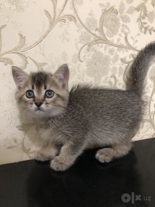 Милый котёнок ищет добрый дом