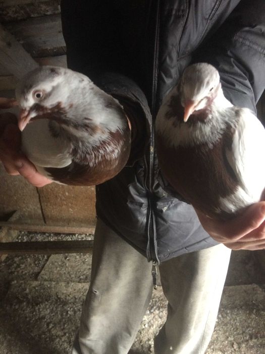 голуби голуби  ...