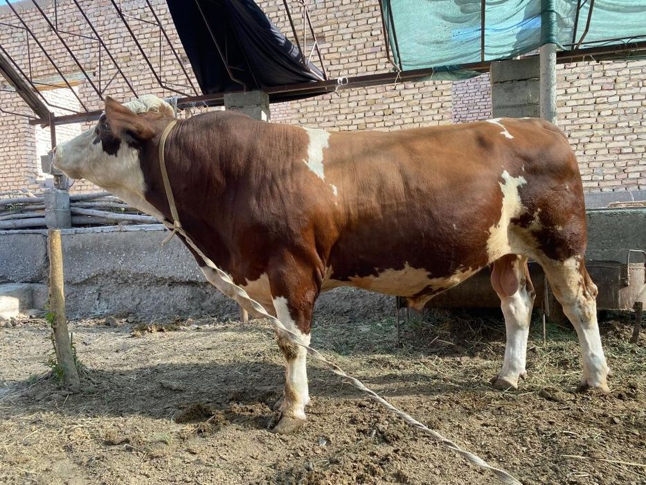 Buqa sotiladi.Narxi 65 mln .Holi 2 tish..Manzil kogon